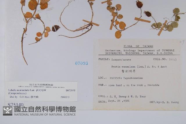 普刺特草藏品圖，第2張