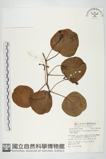 馬鞍藤藏品圖，第4張