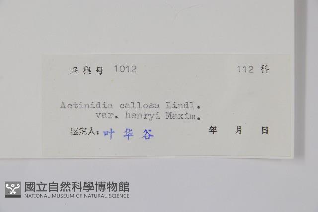 京梨獼猴桃藏品圖，第2張