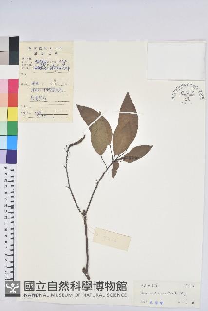 白臼藏品圖，第1張