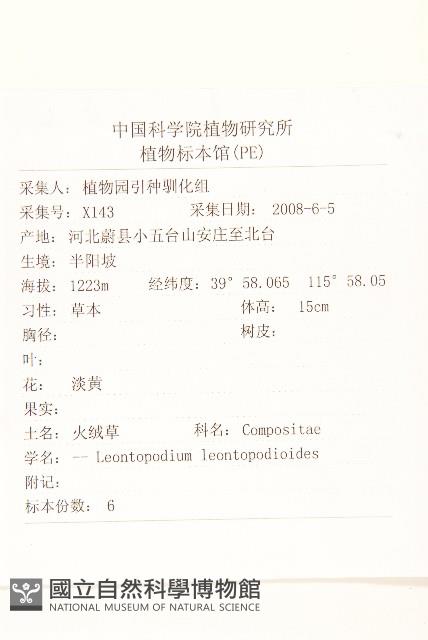 火絨草藏品圖，第2張