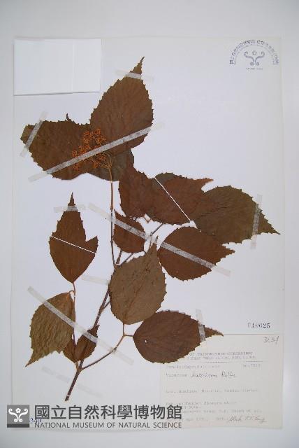 呂宋莢迷藏品圖，第1張