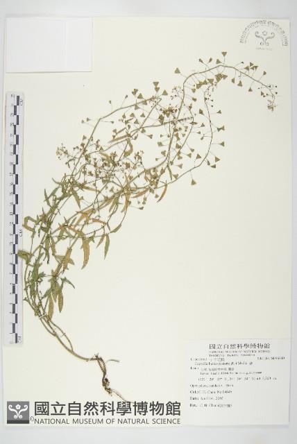 薺藏品圖，第1張