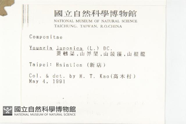 黃鵪菜藏品圖，第2張