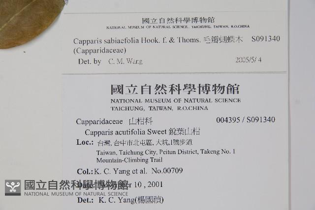 毛瓣蝴蝶木藏品圖，第2張