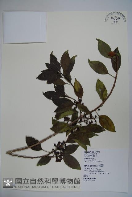 鐵冬青藏品圖，第1張