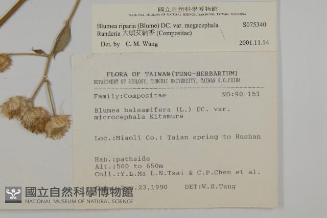 大頭艾納香藏品圖，第2張