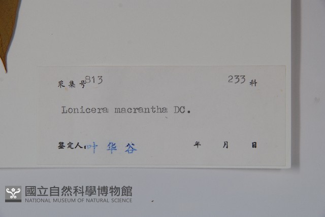 大花忍冬藏品圖，第2張