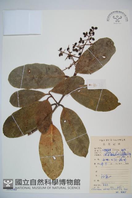 珊瑚樹藏品圖，第1張