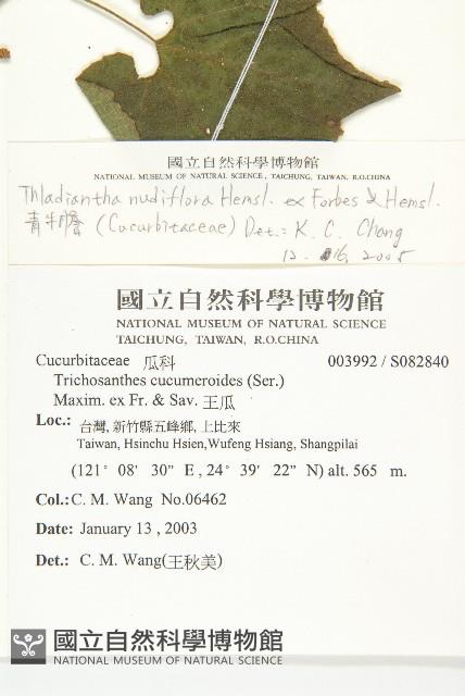 青牛膽藏品圖，第2張