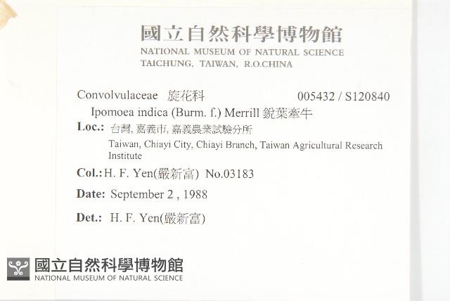 銳葉牽牛藏品圖，第2張