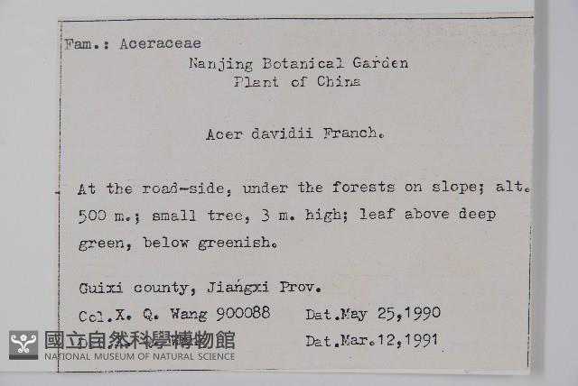 青榨槭藏品圖，第2張