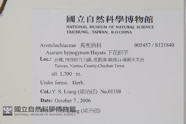 下花細辛藏品圖，第2張