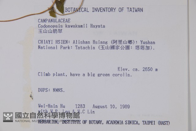 玉山山奶草藏品圖，第2張
