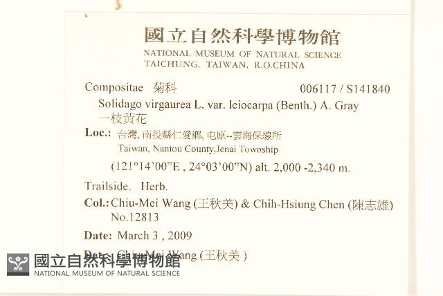 一枝黃花藏品圖，第2張