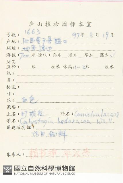 打碗花藏品圖，第2張