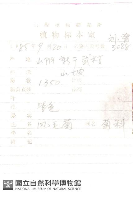 草地風毛菊藏品圖，第2張