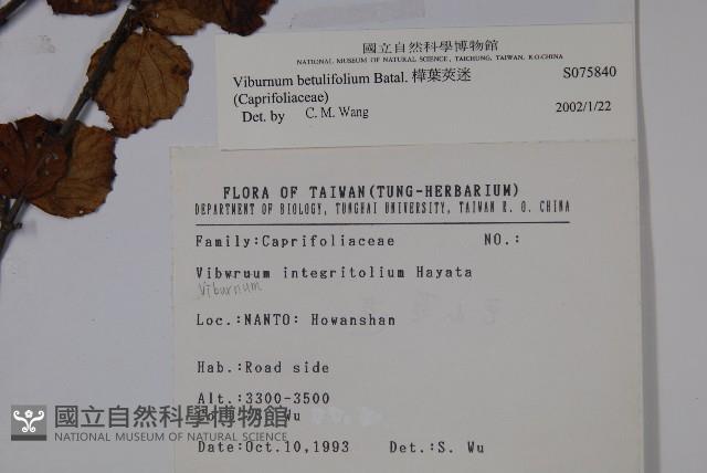 樺葉莢迷、玉山莢迷藏品圖，第2張