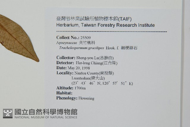 細梗絡石藏品圖，第2張