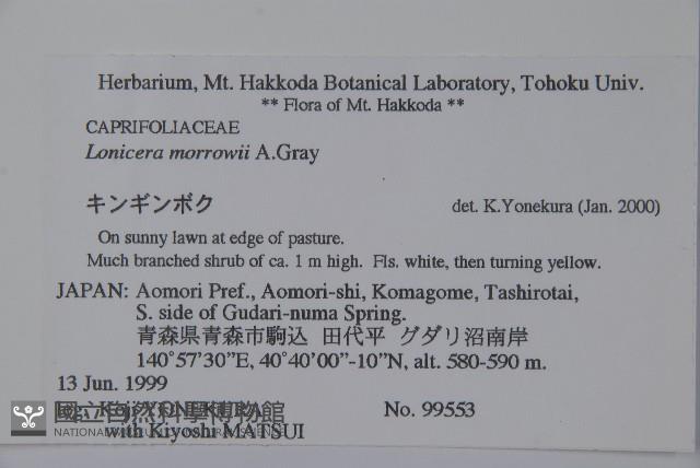 莫羅氏忍冬藏品圖，第2張