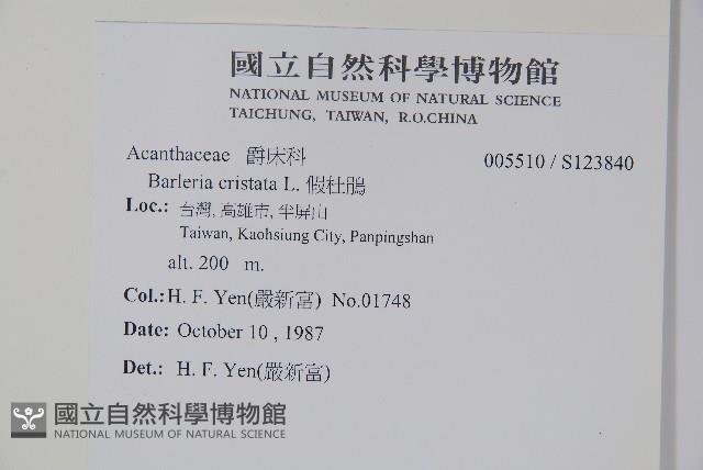 假杜鵑藏品圖，第2張