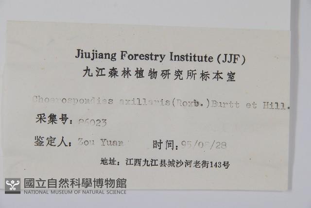 南酸棗藏品圖，第2張