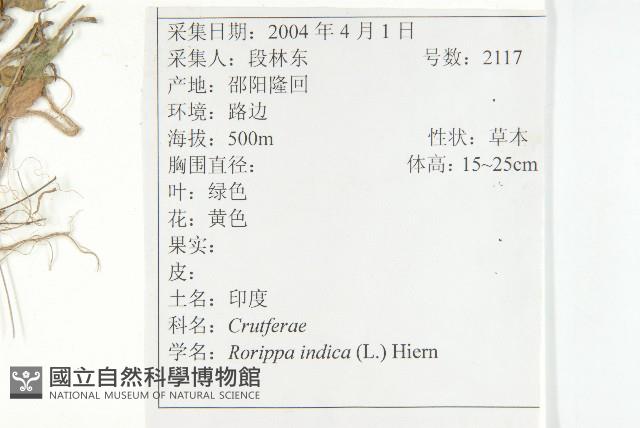 葶藶藏品圖，第2張