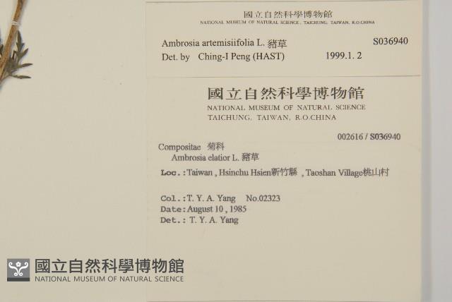 豬草、瘤果菊藏品圖，第2張