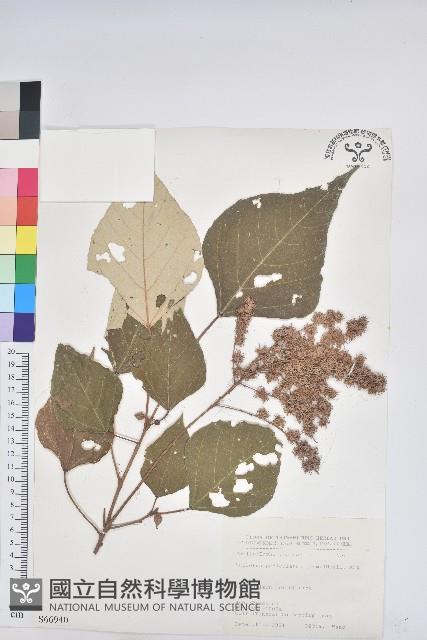 白匏子藏品圖，第1張