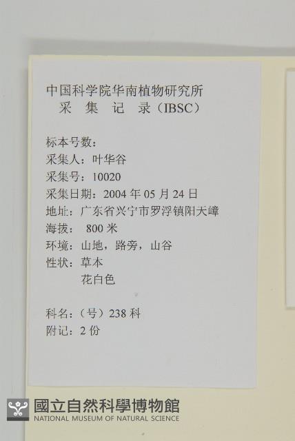 微糙三脈紫菀藏品圖，第2張