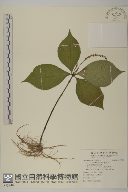 臺灣及己藏品圖，第1張