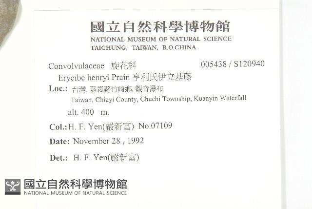 亨利氏伊立基藤藏品圖，第2張