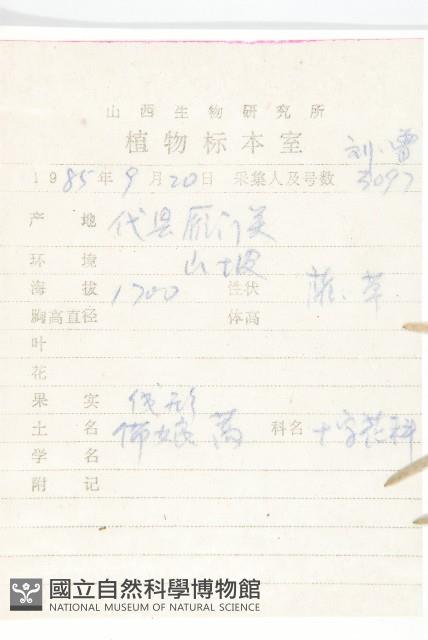 垂果南芥菜藏品圖，第2張