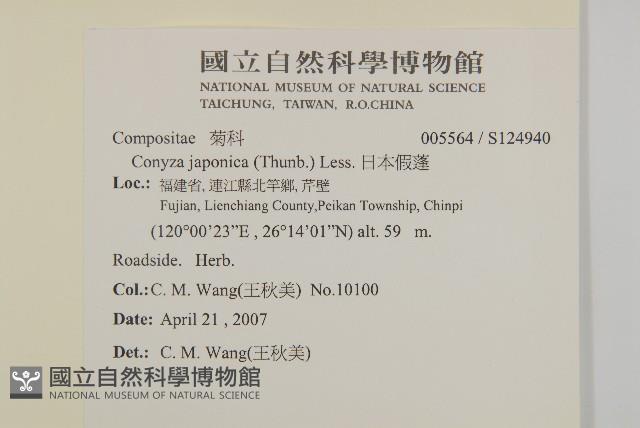 日本假蓬藏品圖，第2張