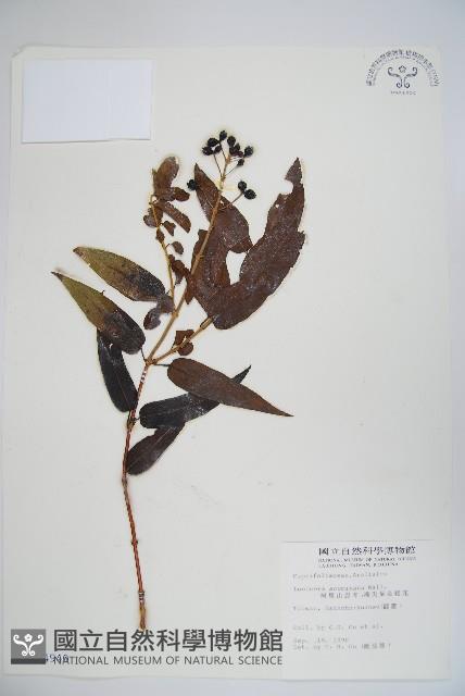 阿里山忍冬、漸尖葉忍冬藏品圖，第1張