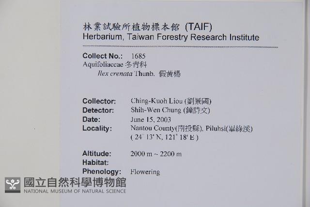 假黃楊藏品圖，第2張