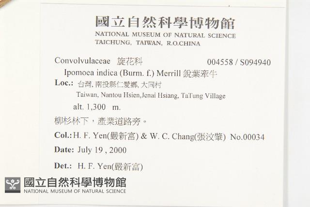 銳葉牽牛藏品圖，第2張