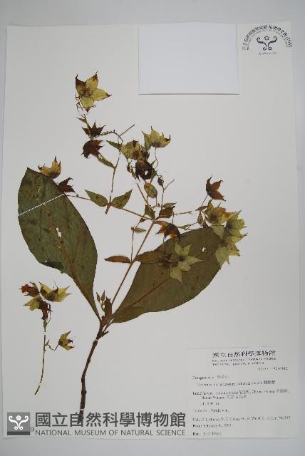 假酸漿藏品圖，第1張