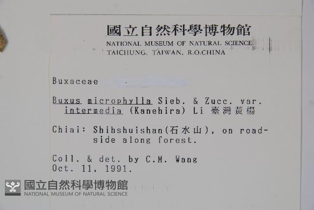 臺灣黃楊藏品圖，第2張