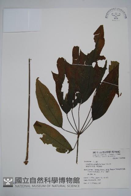 鵝掌柴、江某、鴨腳樹藏品圖，第1張