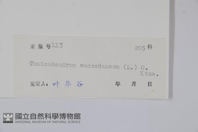 野漆、木臘樹藏品圖，第2張