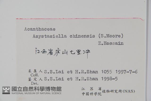 擬馬偕花、白接骨藏品圖，第2張