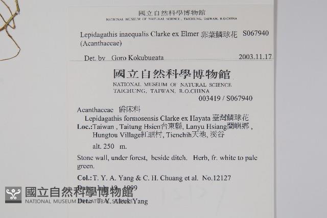 卵葉鱗球花藏品圖，第2張