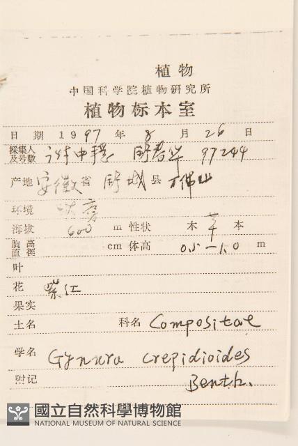 野茼蒿藏品圖，第2張