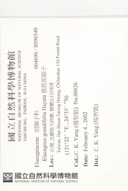 慈恩胡頹子藏品圖，第2張