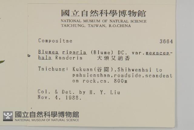 大頭艾納香藏品圖，第2張