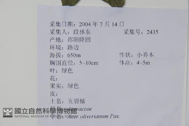 五裂槭藏品圖，第2張