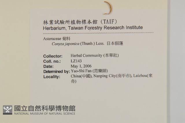 日本假蓬藏品圖，第2張