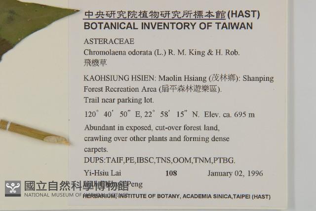 香澤蘭、飛機草藏品圖，第2張