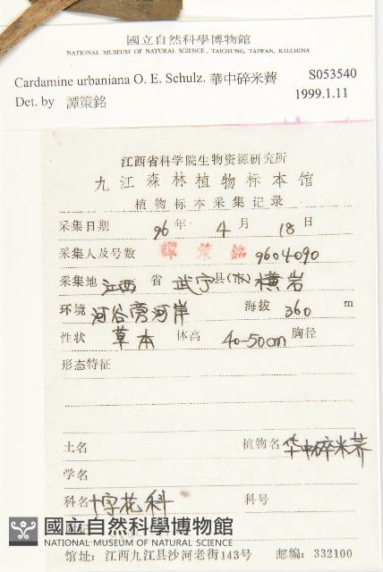 華中碎米薺藏品圖，第2張
